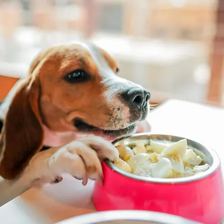 Ibis Saldanha מלון