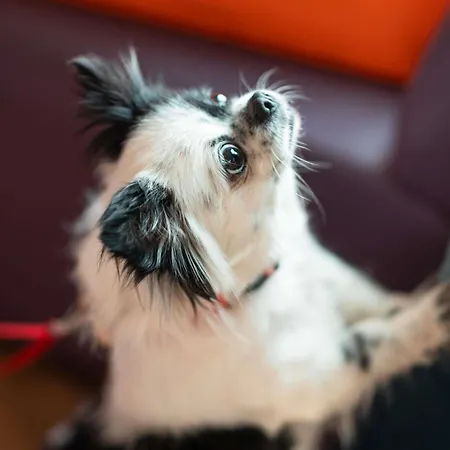 酒店 宜必思里斯本萨尔达尼亚酒店 2*